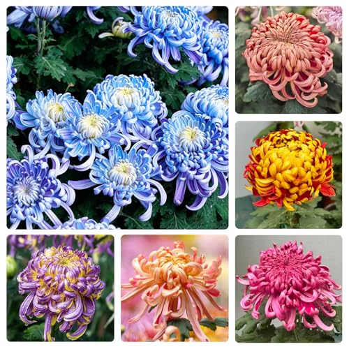 110Pcs Mixed Chrysanthemum Seeds for Planting - Perennial Flower Seeds for Garden Outdoor Vibrant Color Flowers Ideal for Landscaping