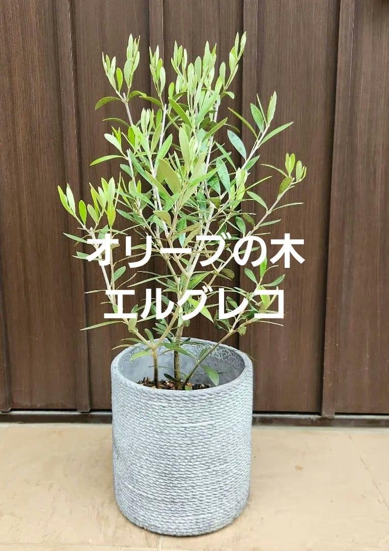 Amazon.co.jp: オリーブの木 エルグレコ コンクリート鉢植え 苗