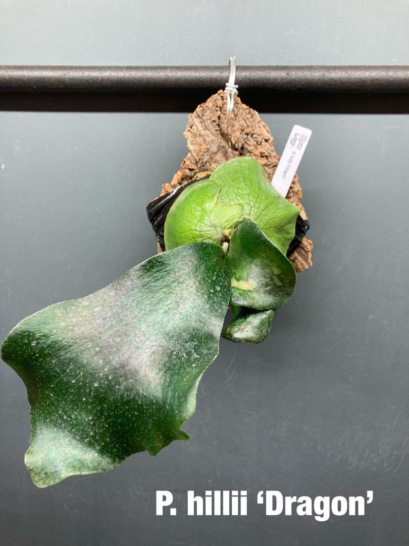 【匿名配送】ビカクシダ ヒリードラゴン 胞子培養 板付 ビカクシダ ヒリードラゴン 胞子培養 コルク板付