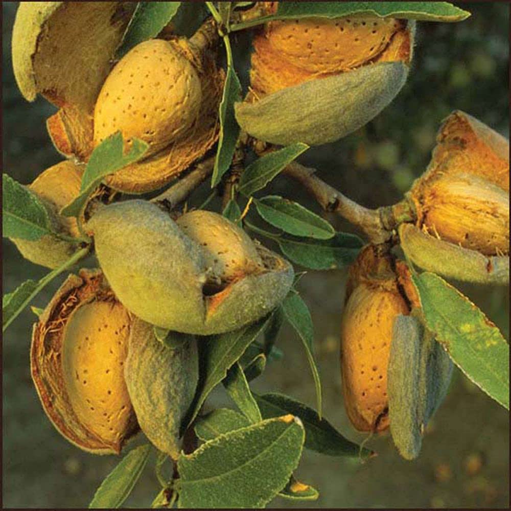 LIVE GREEN Fruit Plant Seeds| Prunus Amygdalus/Almond/ Badam Plant Seeds For Planting (Pack Of 10 Seeds) (LG-SEEDS-202) (B0995GWGZC) Amazon Price History, Amazon Price Tracker