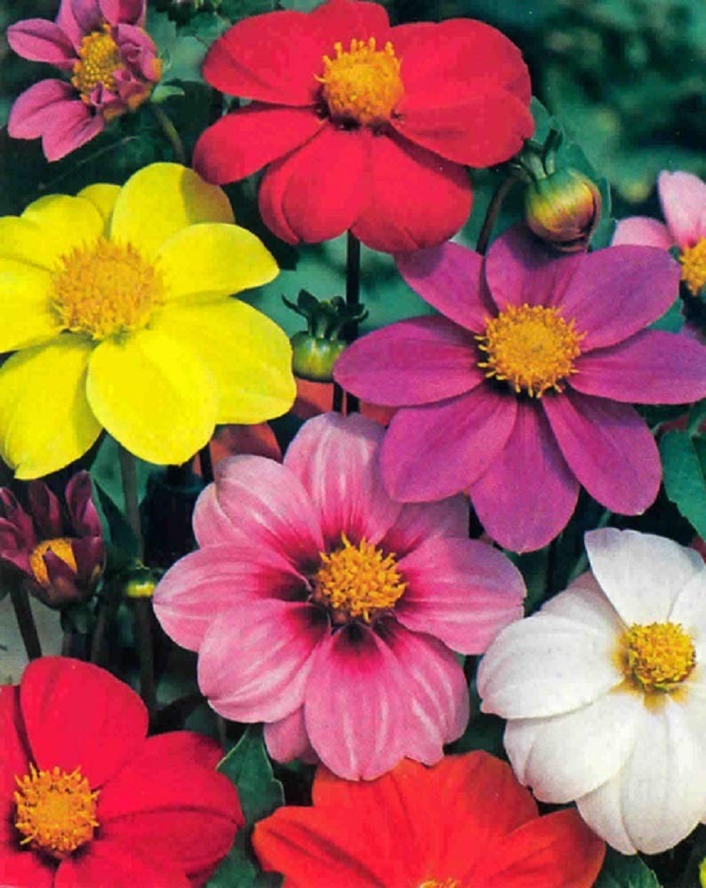 Dahlia - Dwarf Patio - Mignon Mixed - 150 Finest Seeds