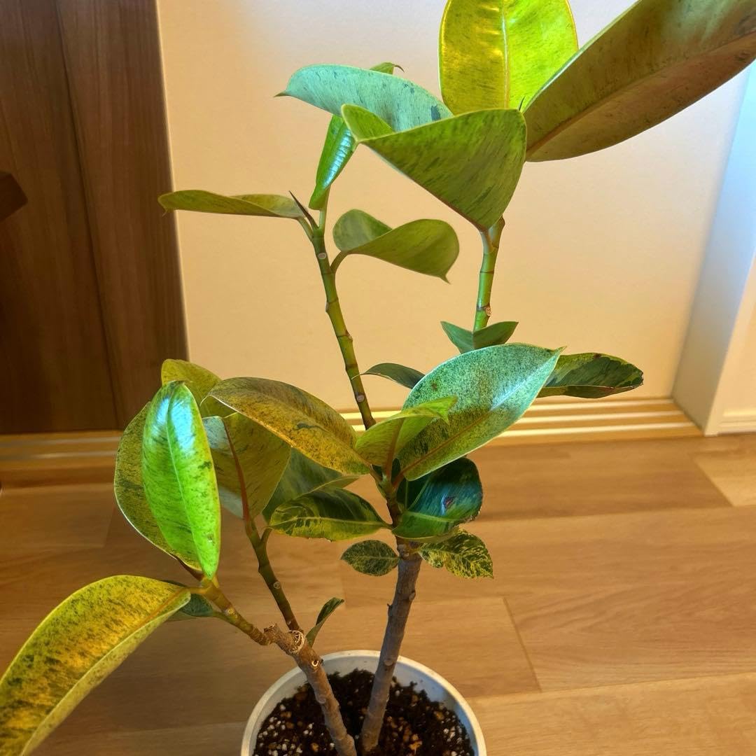 936　フィカス ジン 斑入り インテリア 観葉植物 Amazon｜936 フィカス ジン 斑入り インテリア 観葉植物｜観葉植物
