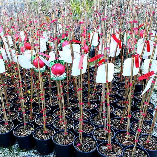 Grote Granaatappel Boom EURO PLANTS VIVAI Granaatappel Parfianka  Zelfvruchtbare Plant Fruitbomen Hoogte: 170 ~ 200 Cm Leeftijd: 4 Jaar Vaas:  Diameter 24/26 Cm