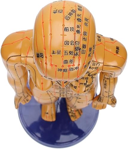 Miniatura 7 de Modelo de acupuntura, modelo de cuerpo humano masculino femenino modelo de meridiano de color cobre modelo de cuerpo humano (F1)