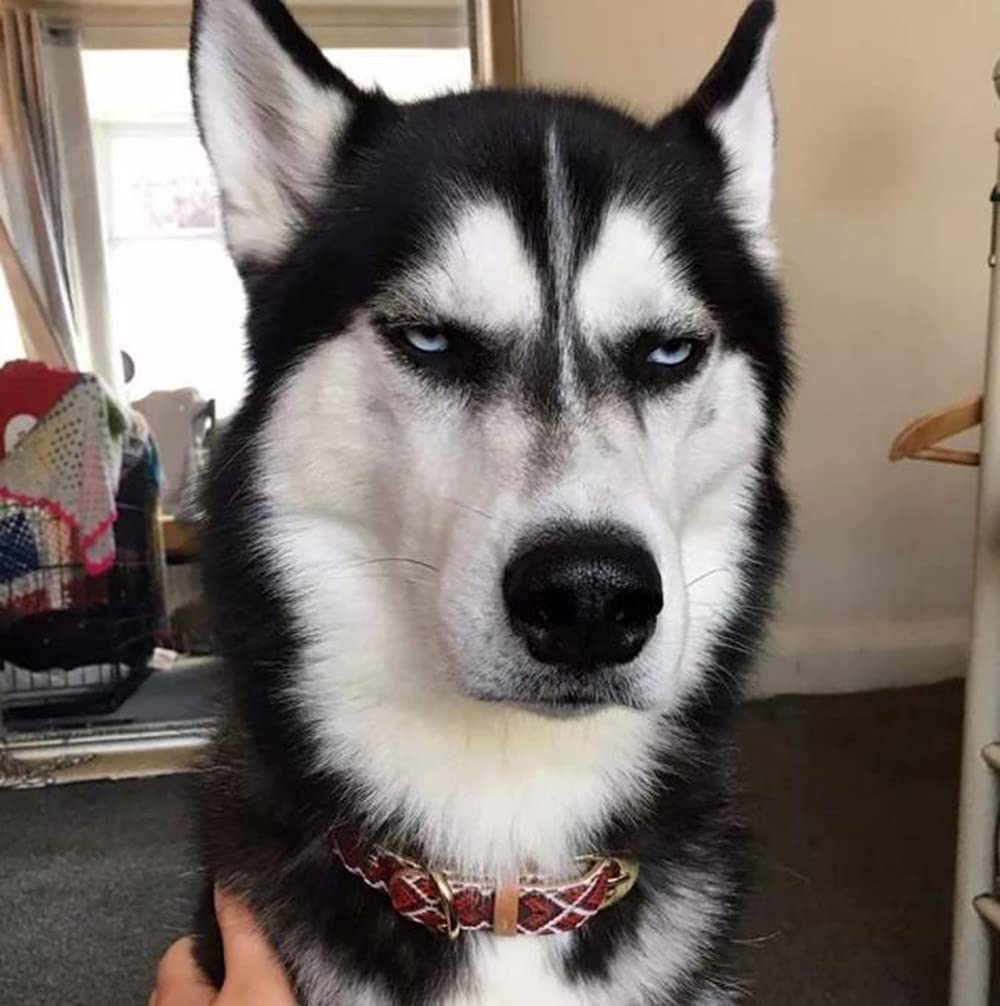 IEie Patio Furniture Cover 420D Rectangular Patio Table Cover, Patio Table, and Chair Covers, Tear-Resistant, Durable Waterproof Dustproof Dust Outdoor Cover for Garden (350 * 260 * 90CM)