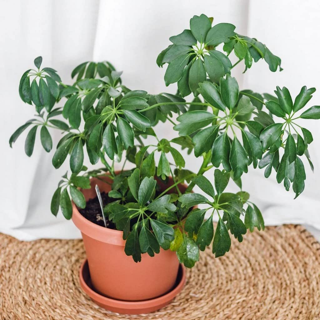 Buy Creative Farmer Variegated Schefflera (Schefflera Arboricola