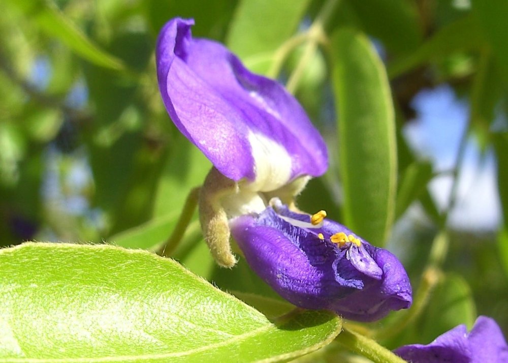 SAFLAX - Glicinia africana - 15 semillas - Bolusanthus africanus
