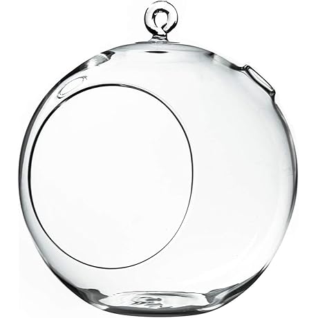 WGV Glass Globe Terrarium: An Enchanting Oasis for Plant Life