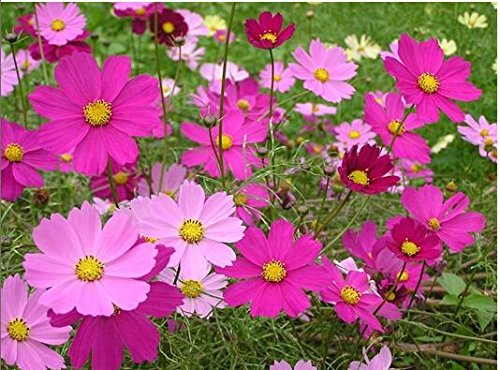 Creative Farmer Flower Seeds : Bright Lights Mixed Colors Cosmos Garden Flower Seeds Flower Seeds For Fence Garden [Home Garden Seeds Eco Pack] Plant Seeds (B078RG7H91) Amazon Price History, Amazon Price Tracker