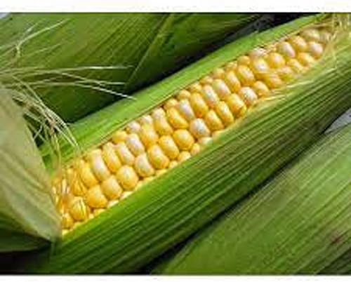 Maíz, BI-Color, Mantequilla y Azúcar, Semillas HEIRLOOM20, Una Delicia Bicolor