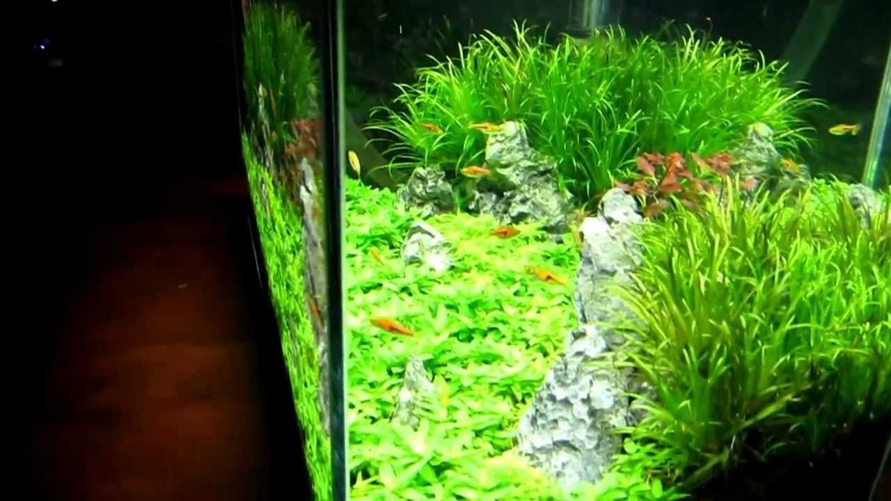 Amazon.com : Finnex FugeRay Planted Aquarium LED Light Plus