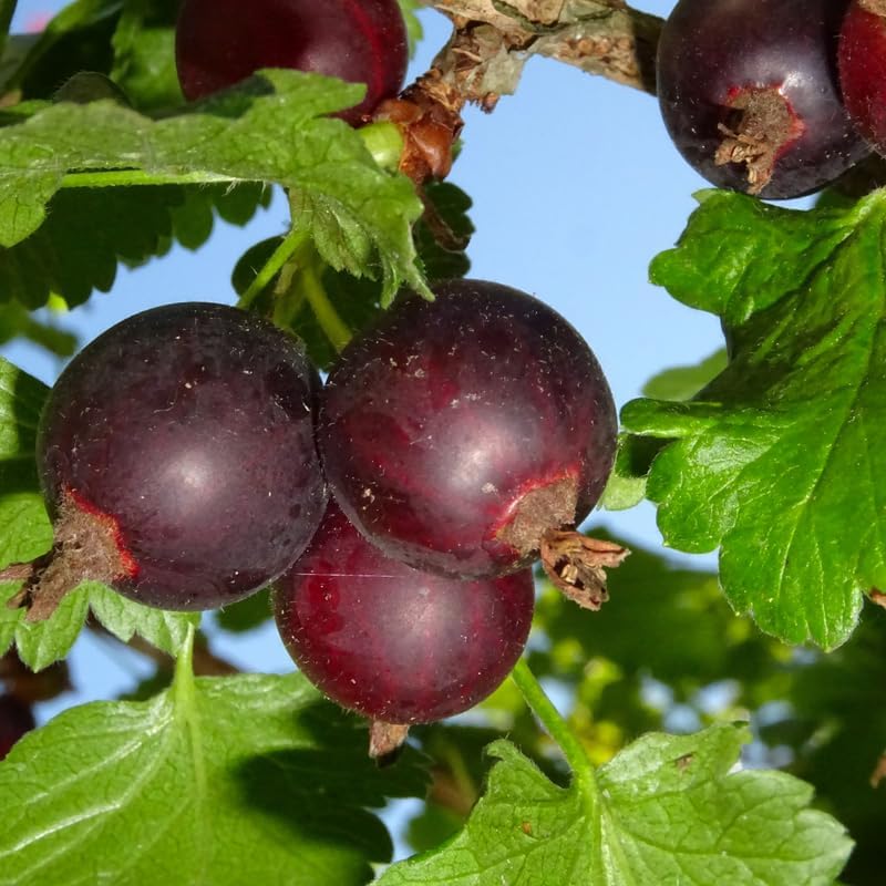 Gooseberry Plant Live for Planting, Jostaberry Gooseberry Currant Cross Starter Plant, Gooseberry Bush Live Plant, Gooseberry Fruits