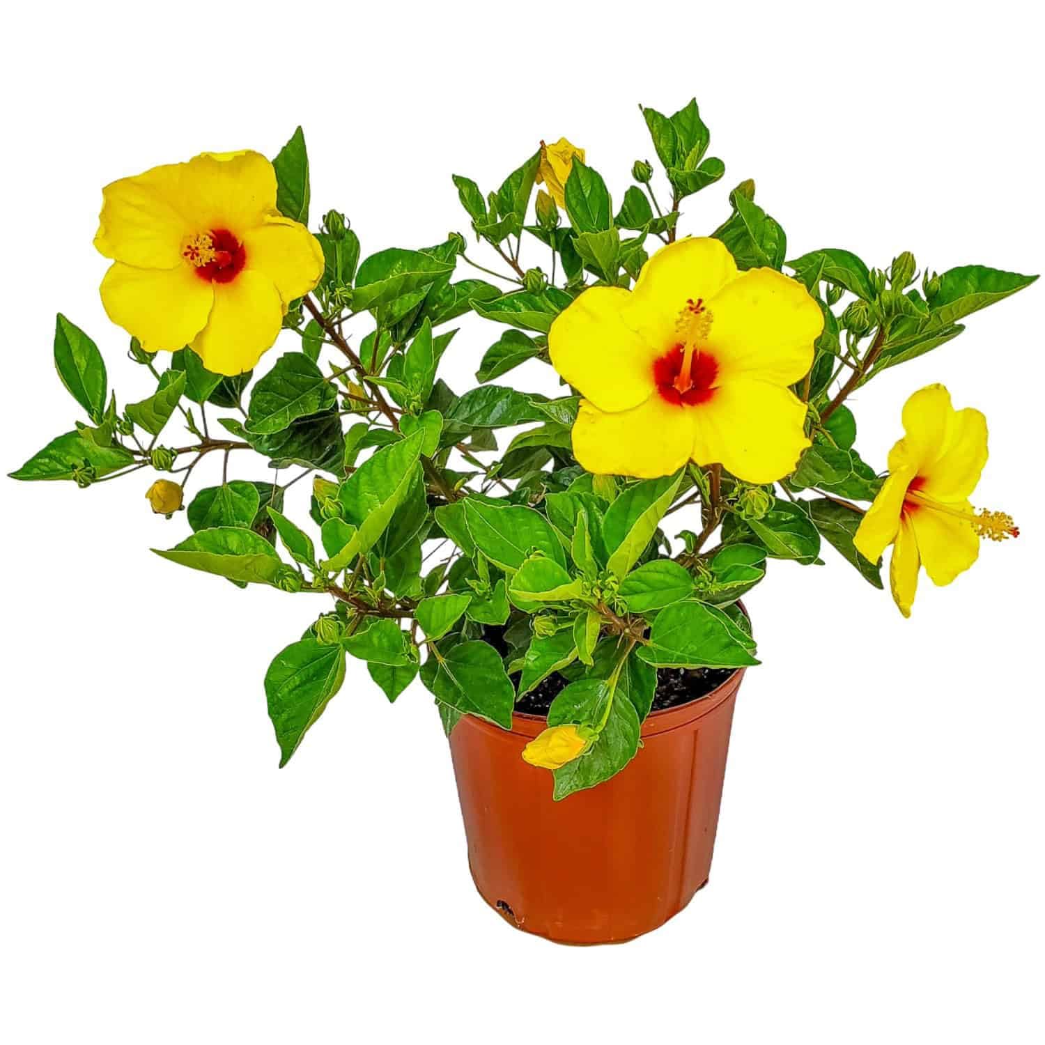 Yoder Yellow Hibiscus Bush with Red Throat - 22" to 26" Overall Height - Large Live Hibiscus Plant - Tropical Plants of Florida (Plant)