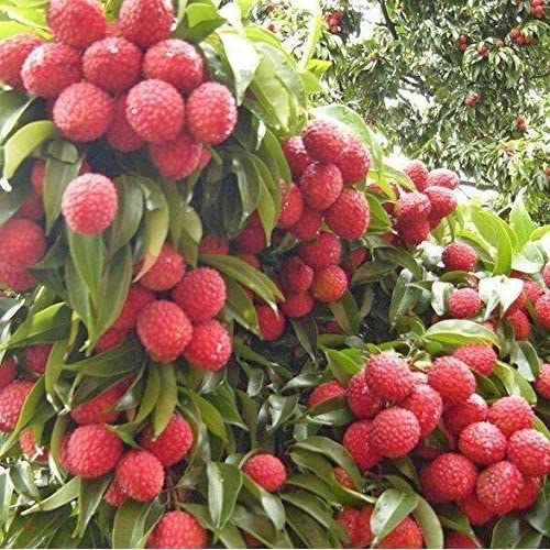 See full amazon price history chart for Entacloo_Litchi PlantMuzaffarpur Shahi Litchi Live Plant- Air Layering From Fruity Plant. Entacloo_Litchi PlantMuzaffarpur Shahi Litchi Live Plant- Air Layering From Fruity Plant. (B0B5N4SY8K) Amazon Price History, Amazon Price Tracker