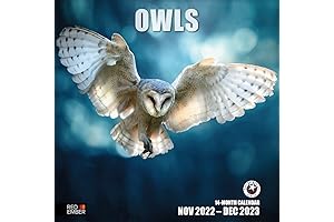 Owls 2023 Hangable Monthly Wall Calendar