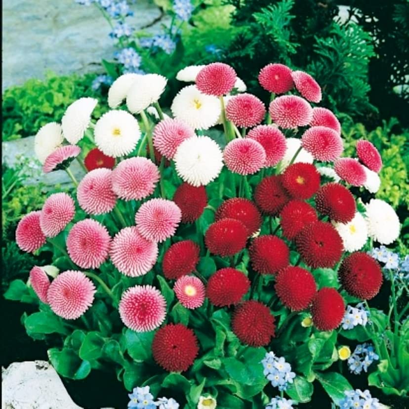 その他 DAISY BELL Daisy Bell - FuchsiaFinder