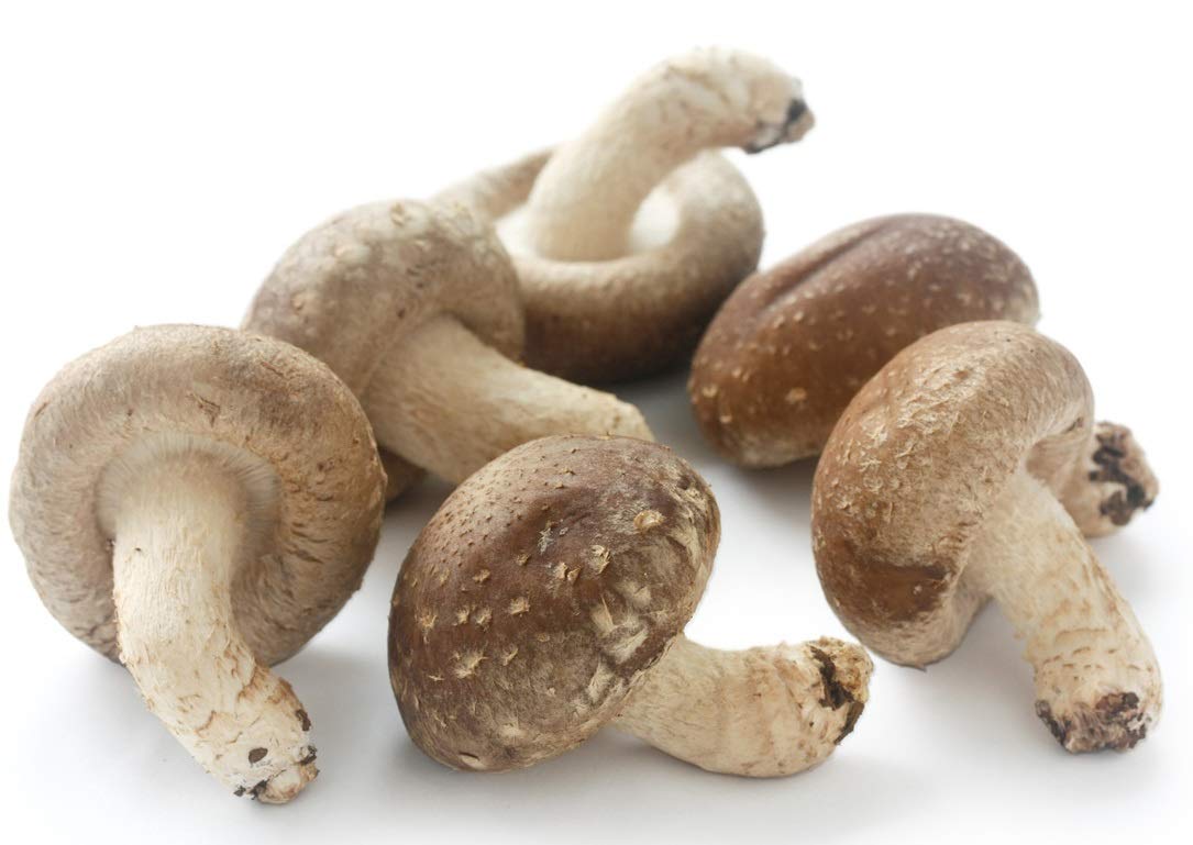 Hawlik Pilzbrut I el original I BIO mezcla de setas autocultivo I 2 cultivos para cultivar uno mismo I setas shiitake y setas de cardo I kit cultivo setas | juego de niños para cultivar setas frescas