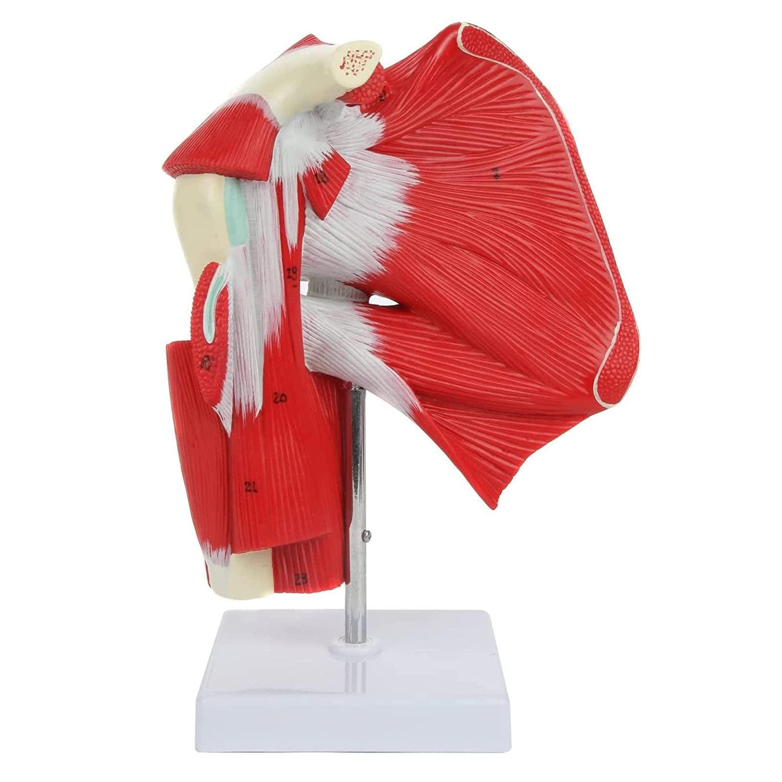 Buy ZZAMG Human Shoulder Joint Model, Anatomy Model of Muscle Shoulder