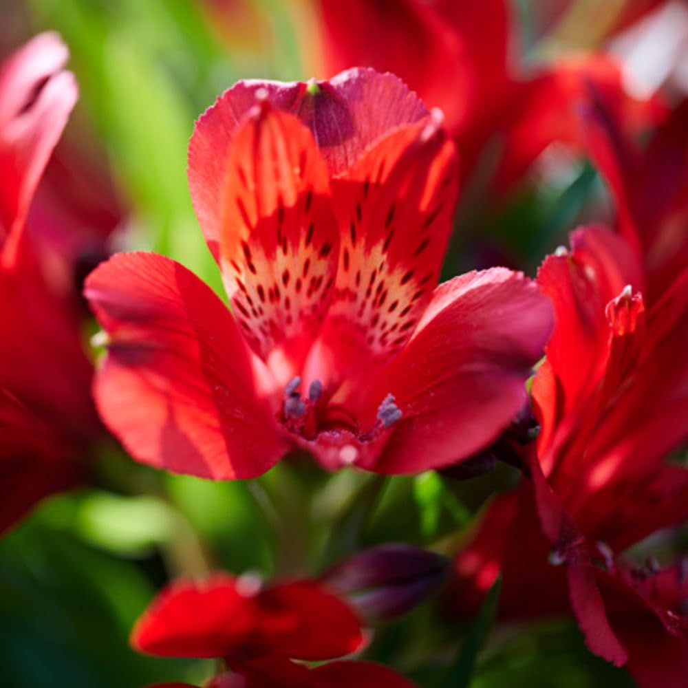 1 Alstroemeria 'Inticancha Doba' Jumbo Plug Plants - Peruvian Lily Plants for Patio Pots, Borders & Cut Flowers - Hardy Perennial, Compact, Long-Flowering, Dark Red Blooms by Thompson and Morgan