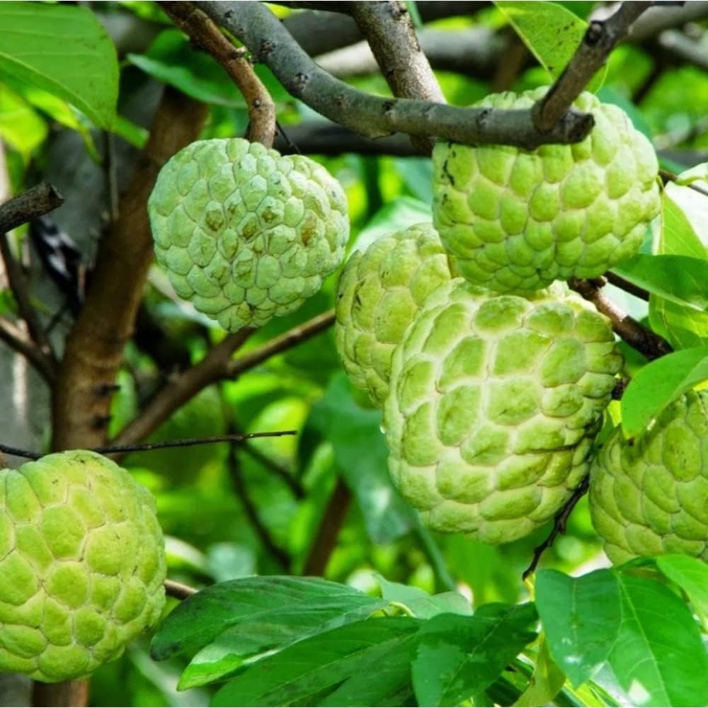 Annona Squamosa Sugar Apple Tree Live Plant Na Dai, Sugar