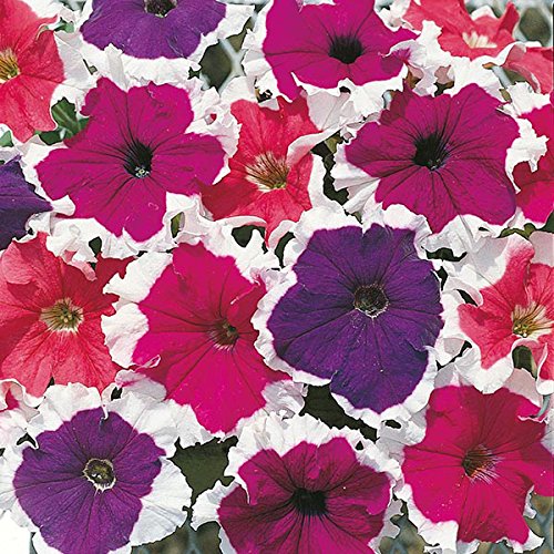 M-Tech Gardens Rare Exotic " Frost Mixed " Petunia 100 Seeds Pack for growing (B08JNN53T7) Amazon Price History, Amazon Price Tracker