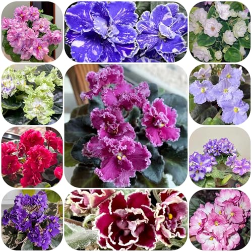 semi di violetta africana, aiuola, balcone di violetta africana, ombra di perenni resistenti 300pcs