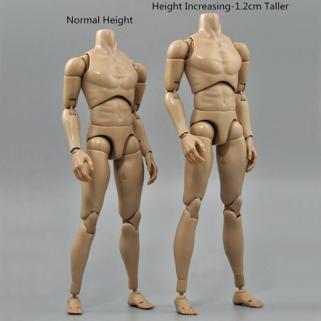 Amazon.com: ZYAQ 1/6 Scale Narrow Shoulder Male Action Figure Body