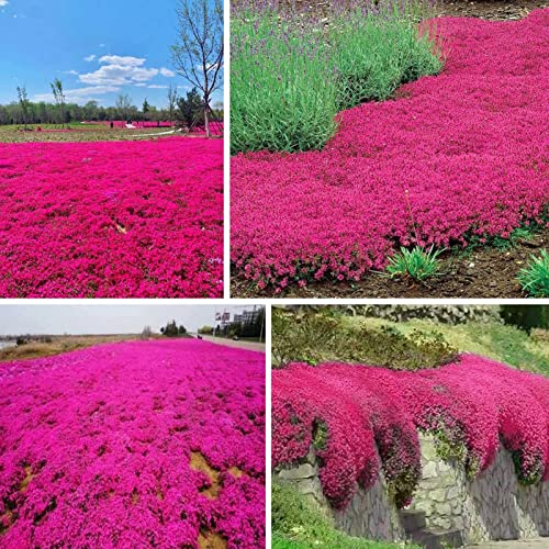 Luojuny Graines de thym, 200 pièces/sac de graines de fleurs faciles à planter multicolores graines de thym rampantes outil de jardinage pour cour Des graines – vue 6