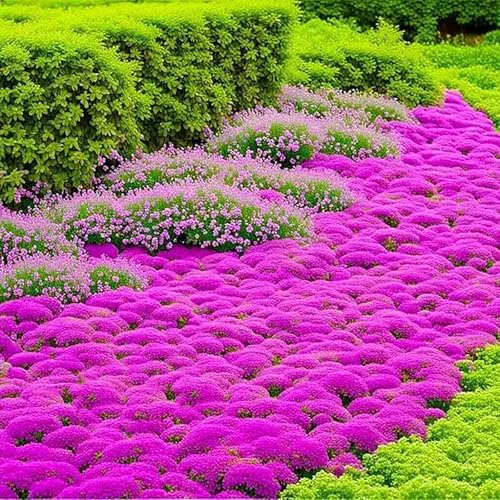 20000 Creeping Thyme Seeds Wild Thyme Flower Plant Rock Cress Ground Cover Flower Wildflower Seed Mix Covers 35m Carpet Evergreen Plant for Landscaping Lawn Alternative