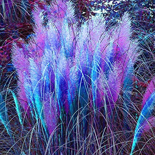 Beautytalk-Garten 100 Stück Bunte Pampasgras Samen Amerikanisches Pampasgras winterhart mehrjährig Garten Pflanzen Einfach Wachsen Zierpflanzen