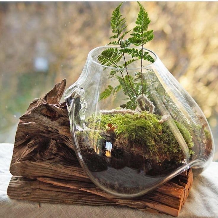 Savywoods & Decor Clear Molten Glass On Indonesian Teak Driftwood Base Decorative Bowl Vase Terrarium Planter-Large