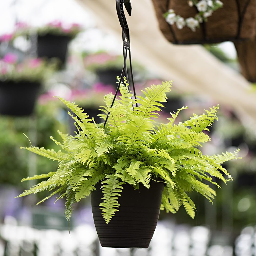 1 SWORD FERN PLANT INDOOR OUTDOOR GARDEN LIVE ORGANIC HYBRID TREE (B0D1ND3GTY) Amazon Price History, Amazon Price Tracker