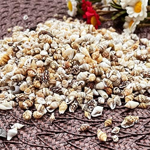 LYFJXX Natural Shell Conch Ornaments Accessories Parts DIY Material Jewelry Components Fish Tank Home Decoration