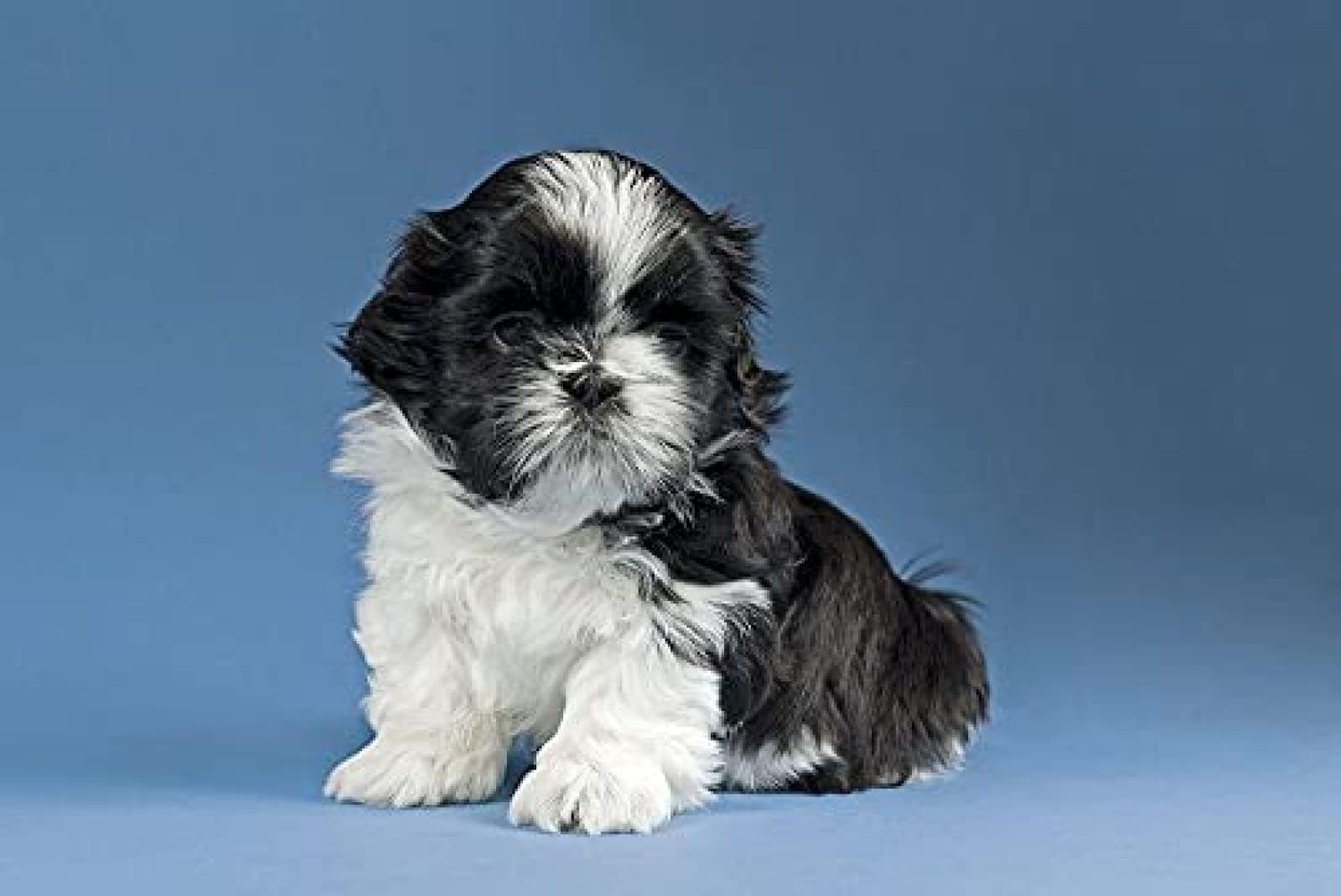 ShihTzu Deko Vivid Arts Pet Pals ShihTzu Welpe - Hunde Figur Schwarz/weiß  Dekoration Hundestatue Schwarz Weiß, image size:1600x1069