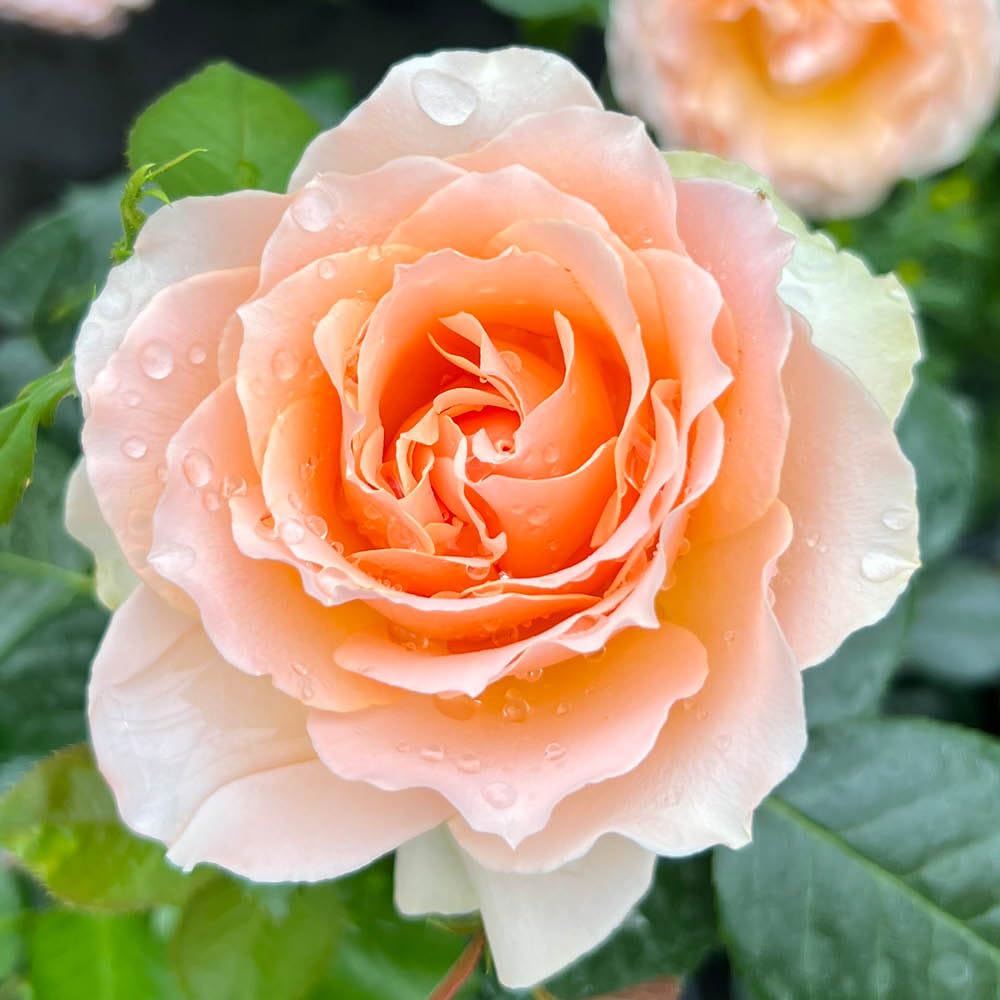 Yougarden Apricot Harkness Rose The Rob Burrow Cbe Rose, 4 Litre Potted, Ready To Plant