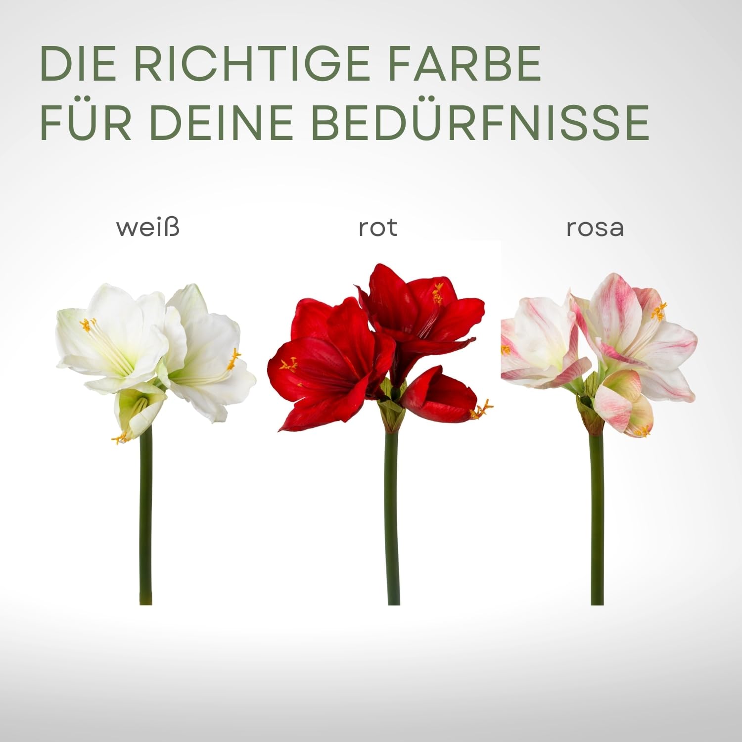 Amazon.de: CREATIV green Amaryllis 68cm in wei I Amaryllis knstlich mit  naturgetreuen Blten I hochwertige & stilvolle Real Touch Kunst-Amaryllis I  Kunstblume Amaryllis ideal als Indoor- oder Weihnachtsdeko