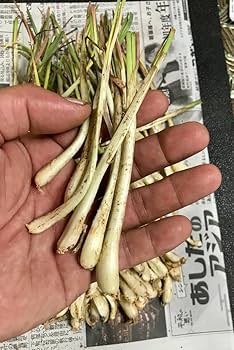 てっちゃん 元祖!沖縄本島産!島らっきょう種苗 1,000本以上 てっちゃん 元祖!沖縄本島産!島らっきょう種苗 1,000本以上