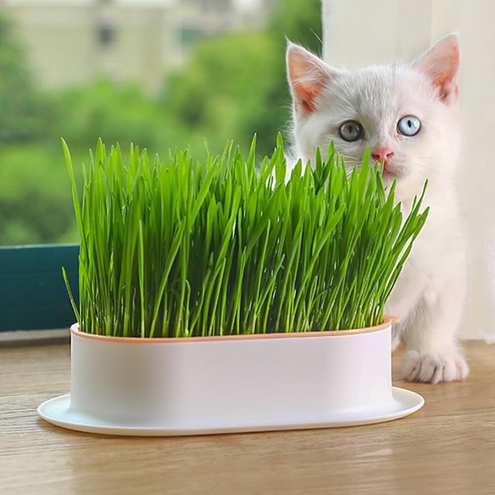 Amazon | OUNONA 猫草プランター 猫草ボックス キット 栽培用の
