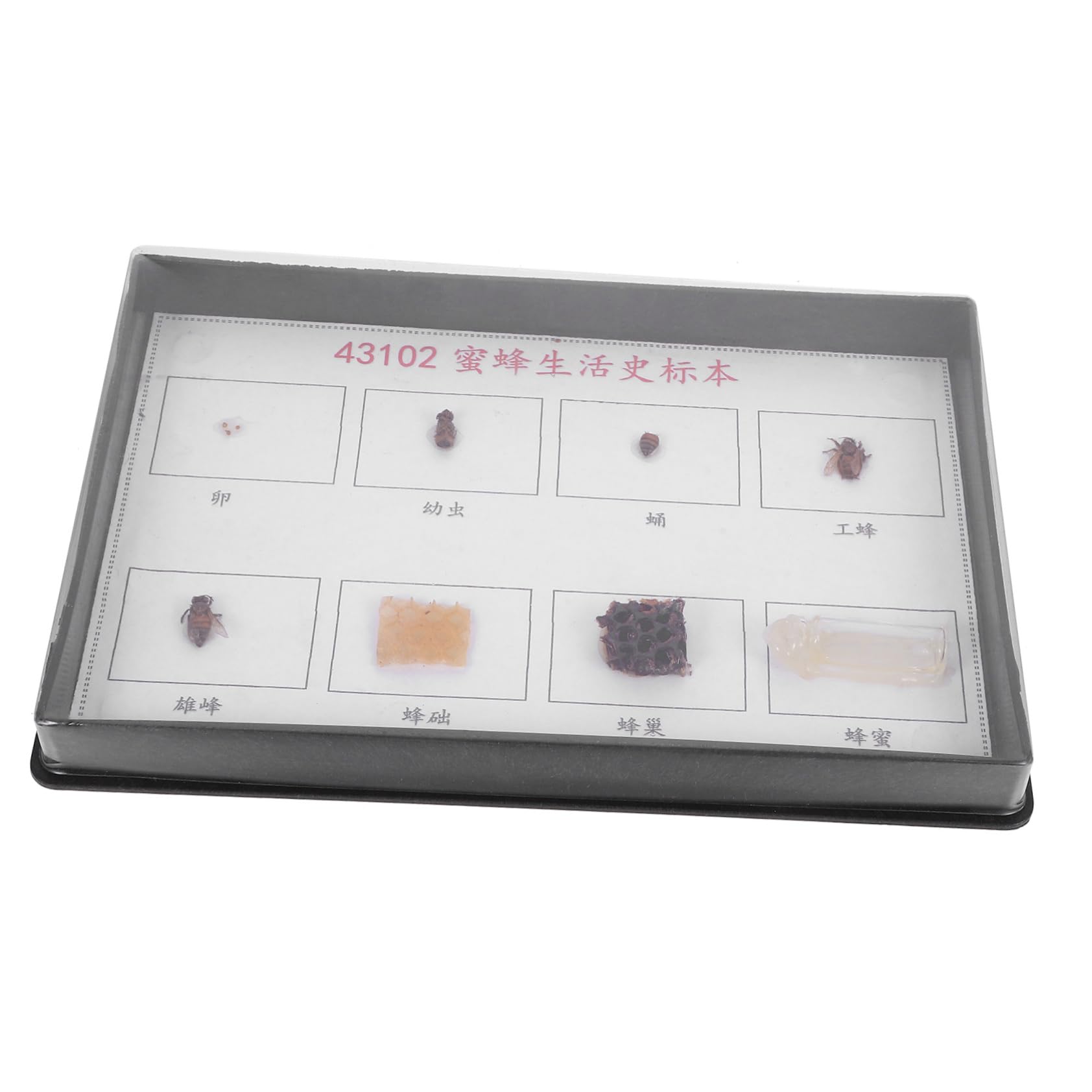 ABOOFAN 1Set Bee Specimen Display Educational Teaching Tool for Classroom Detailed Bee Specimen for Science Education and Bulletin Board Decorations