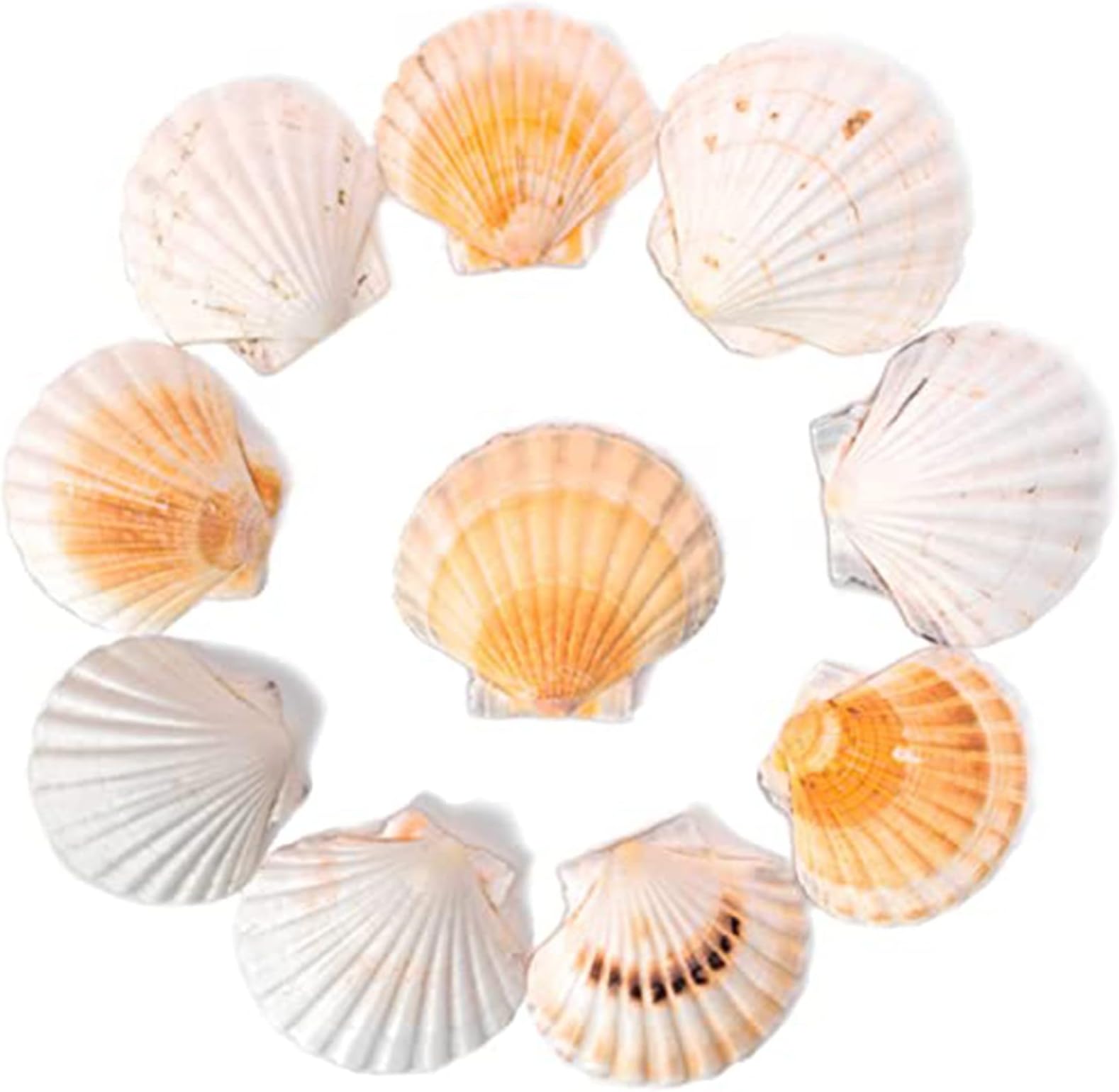 Jaffiust Scallop Shells for Serving Food, 10PCS Baking Shells Large Natural Seashell from Sea Beach for DIY Craft Mermaid Beach Wedding Home Decoration (10-Pack, Large)