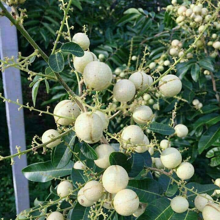Sweet & Rare Thai Snow White Variety Seedless Longan Fruit Live Plant (Grafted) Healthy,Dimocarpus Longan Tree (1-2 Feet Size) (B0D37XVTCD) Amazon Price History, Amazon Price Tracker