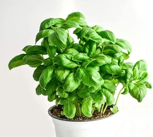 Burpee Sweet Non-Gmo Planting | Grow Fresh Herb In Home Garden | Classic Basil Variety For Italian Cooking, 3500 Seeds A42 #TOP1