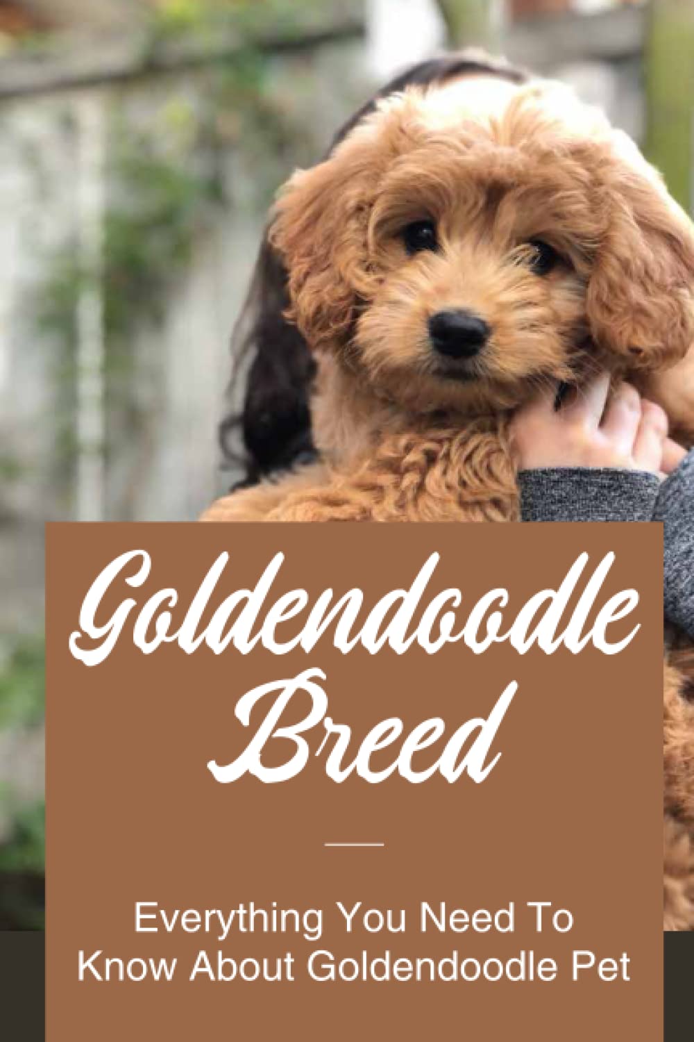 Buy Goldendoodle Breed Everything You Need To Know About Goldendoodle