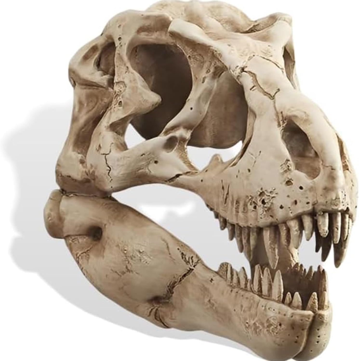 Museum-Quality T-Rex Dinosaur Skull Wall Mount - 3D Resin Replica Decor for Home, Office & Kids Room | Realistic Prehistoric Dinosaur Wall Art