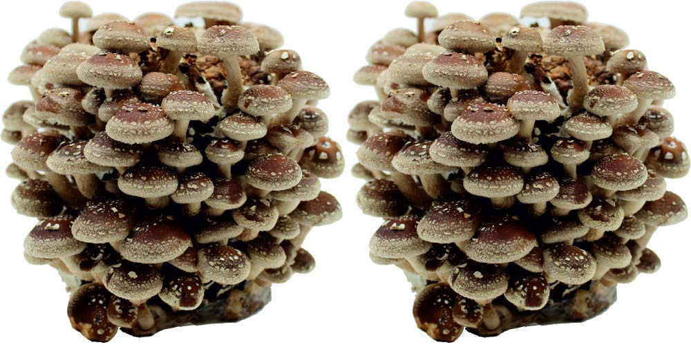 Bio Shiitake Pilzzuchtkultur im Doppelpack - Pilze selber züchten
