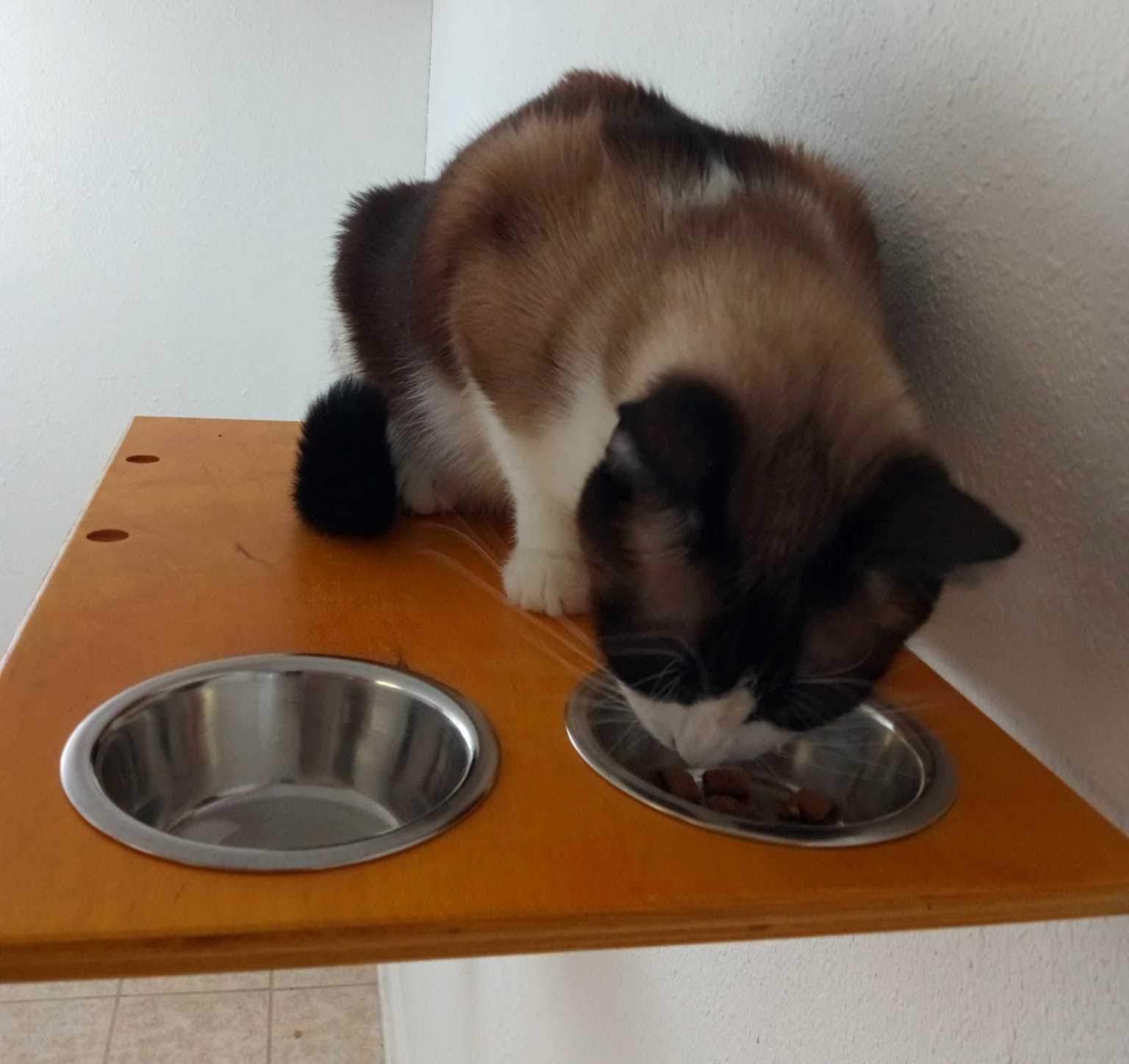 A Cats Domain Feeding Shelf with 2-7.5 Ounce SST Bowls (18 Width, Yellow)