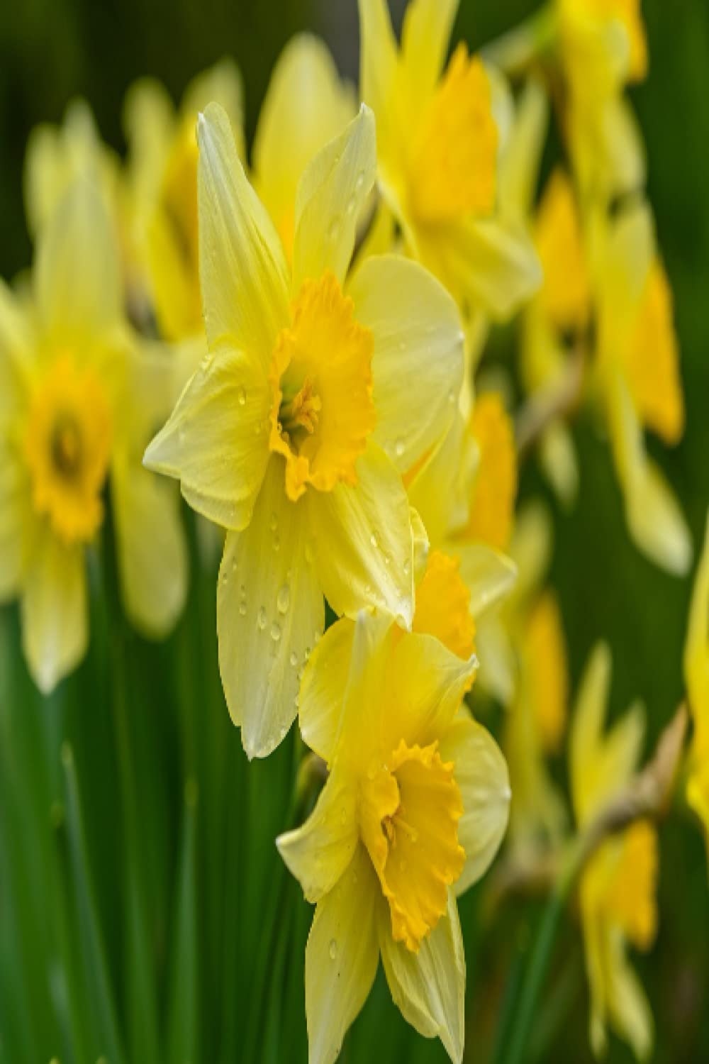 Daffodil Journal