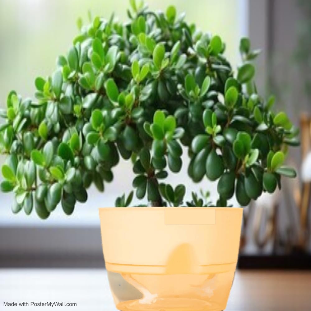 Good Luck Jade Plant with Well Drain Pot I Sanjeevani Basket Kuberaksh plant I Indoor Plant I jade Table Plant I Plant Incresing MoneyI Large Size Plant up to 30 cm (B0CQWCB9HQ) Amazon Price History, Amazon Price Tracker
