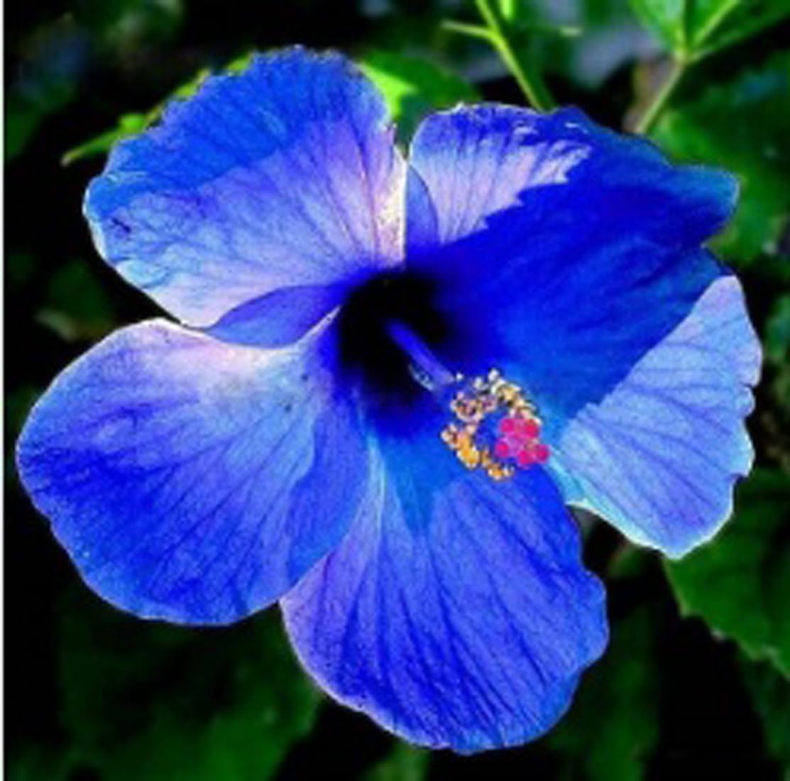 BALA PLANT CREATION Blue Hibiscus Flower Plant 1 Healthy Live Super Yielding Early Flower Plant 1-1.5 Ft Height in Nursery Grow Bag for Home Garden (B0CH6NZXDD) Amazon Price History, Amazon Price Tracker