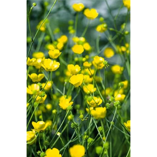 Hairy Buttercup Bare Root Live Plant Perennial Outdoor Garden
